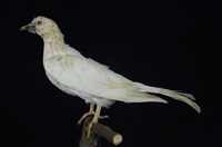 藏品(白鴿)的圖片